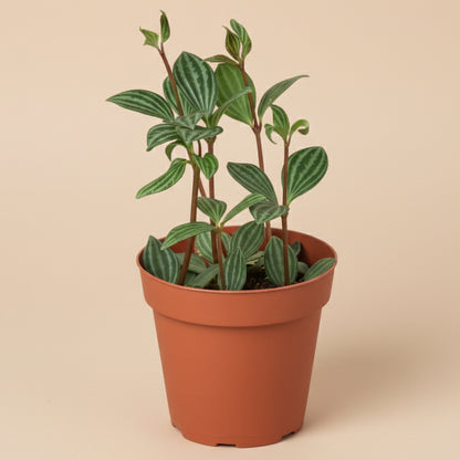 Peperomia 'Parallel'