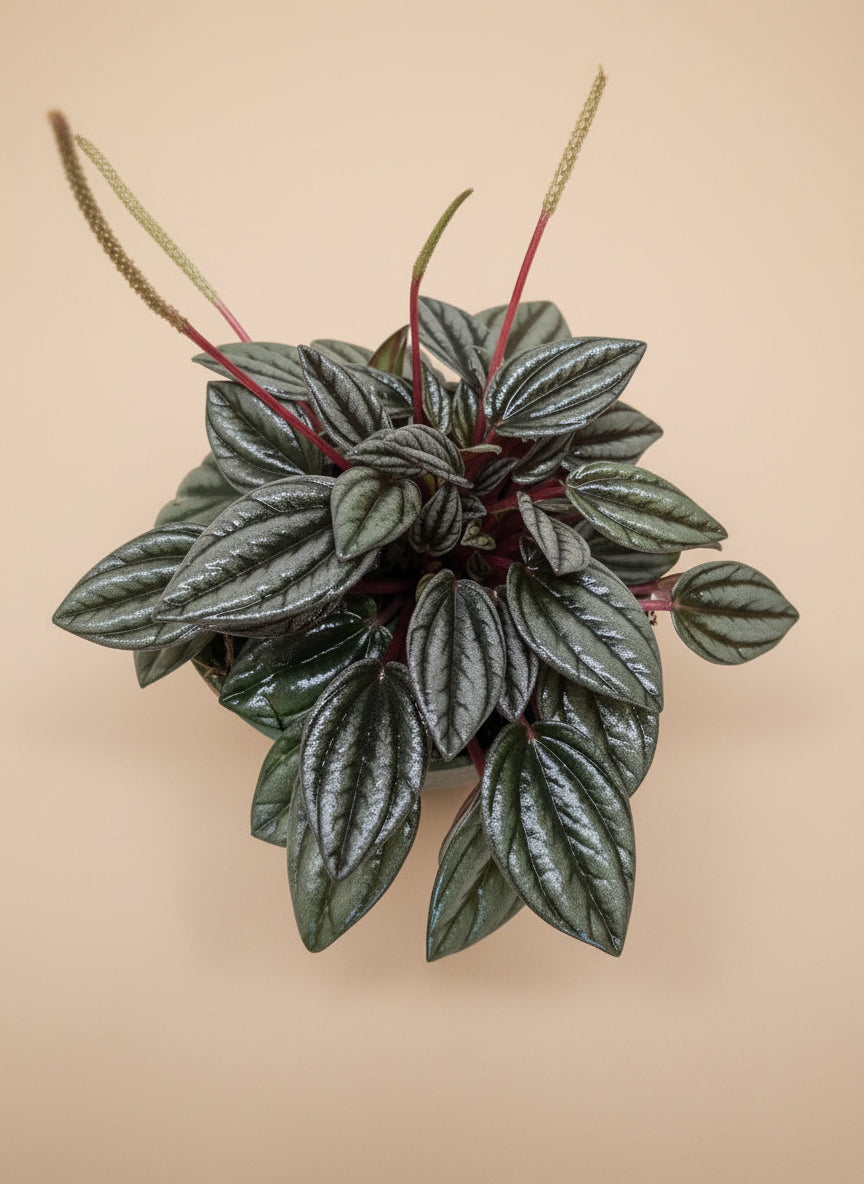 Peperomia 'San Marino'