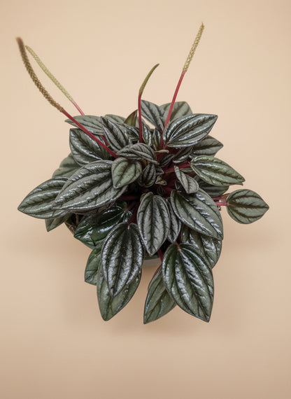Peperomia 'San Marino'