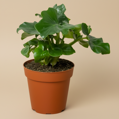 Philodendron 'Atom'
