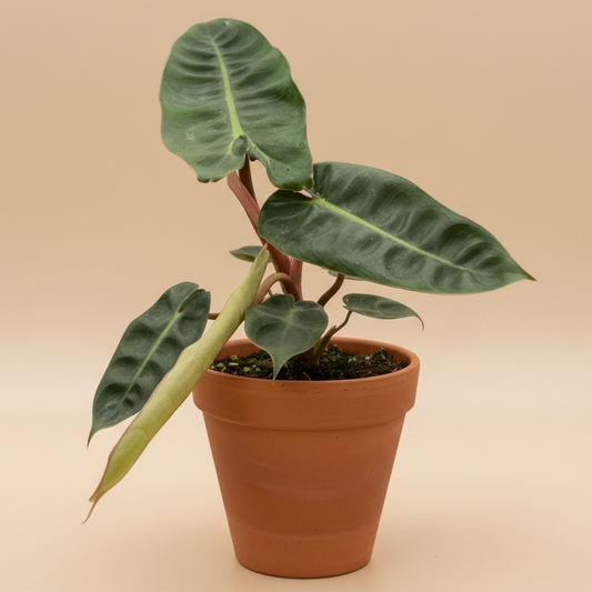 Philodendron 'Billietiae'