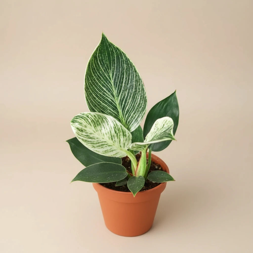 Philodendron 'Birkin'