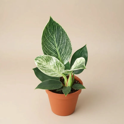 Philodendron 'Birkin'