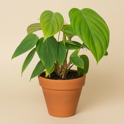 Philodendron 'Fuzzy Petiole'