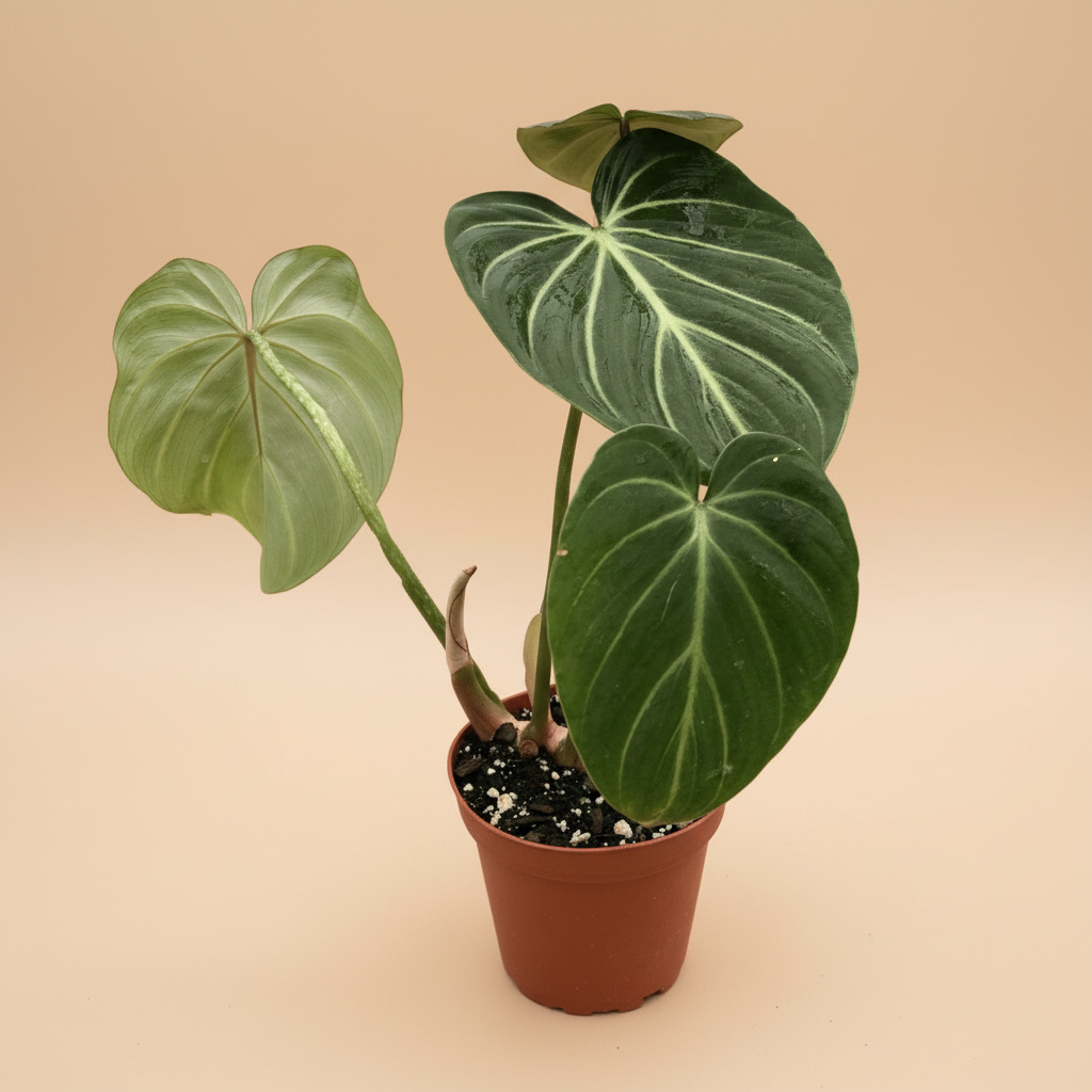 Philodendron Gloriosum