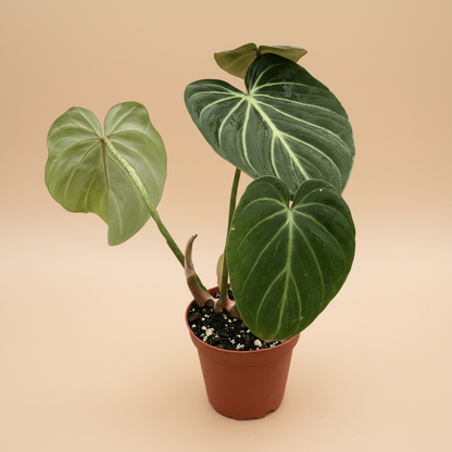 Philodendron Gloriosum