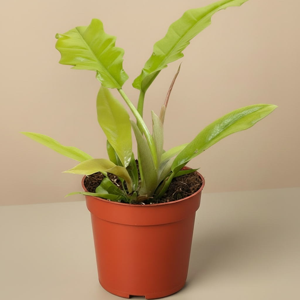 Philodendron 'Golden Crocodile'