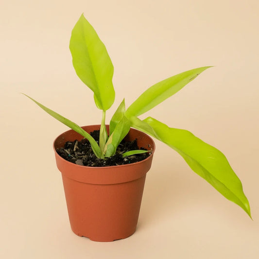 Philodendron 'Ring of Fire Gold'