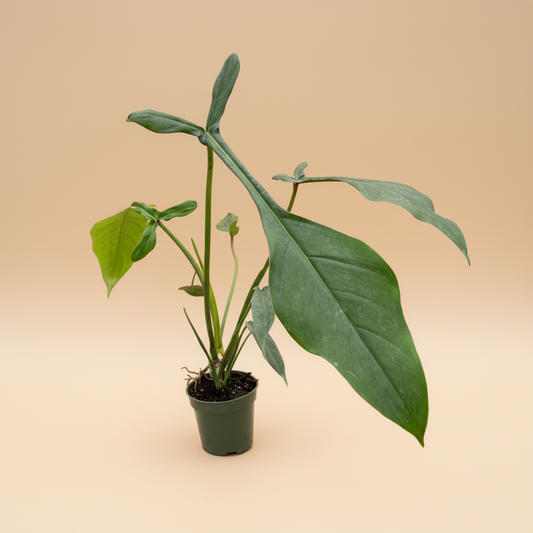 Philodendron 'Joepii'