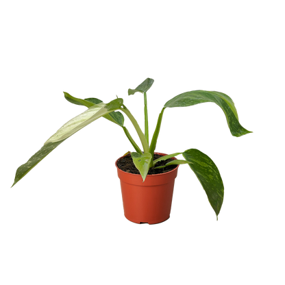 Philodendron Jose Bueno
