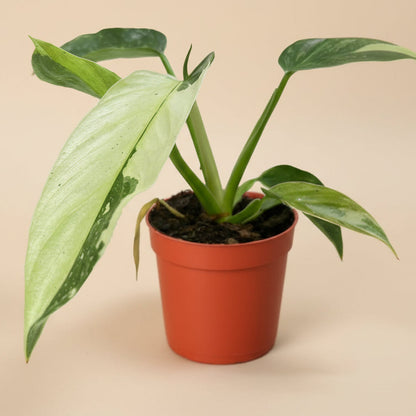 Philodendron Jose Bueno