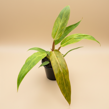 Philodendron 'Orange Marmalade'
