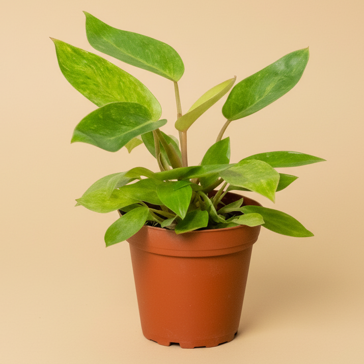 Philodendron 'Painted Lady'