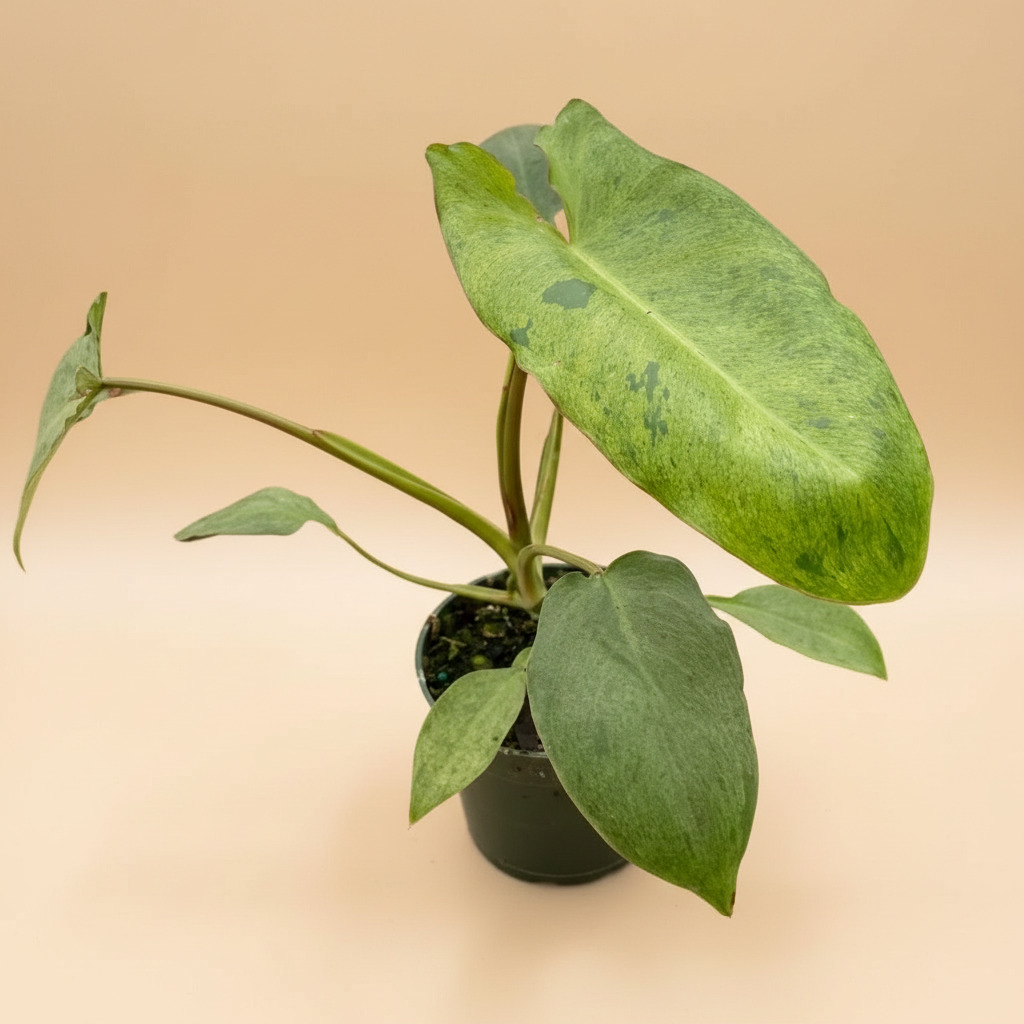 Philodendron 'Paraiso Verde'