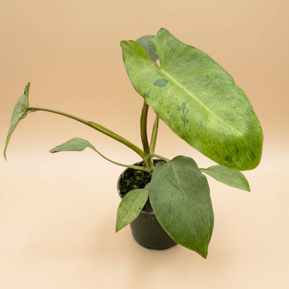 Philodendron 'Paraiso Verde'