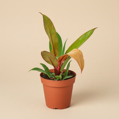 Philodendron 'Prince of Orange'