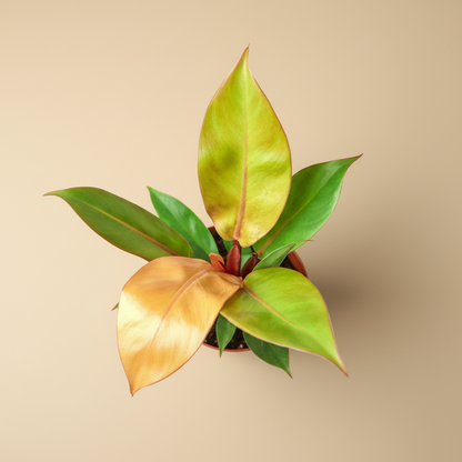 Philodendron 'Prince of Orange'