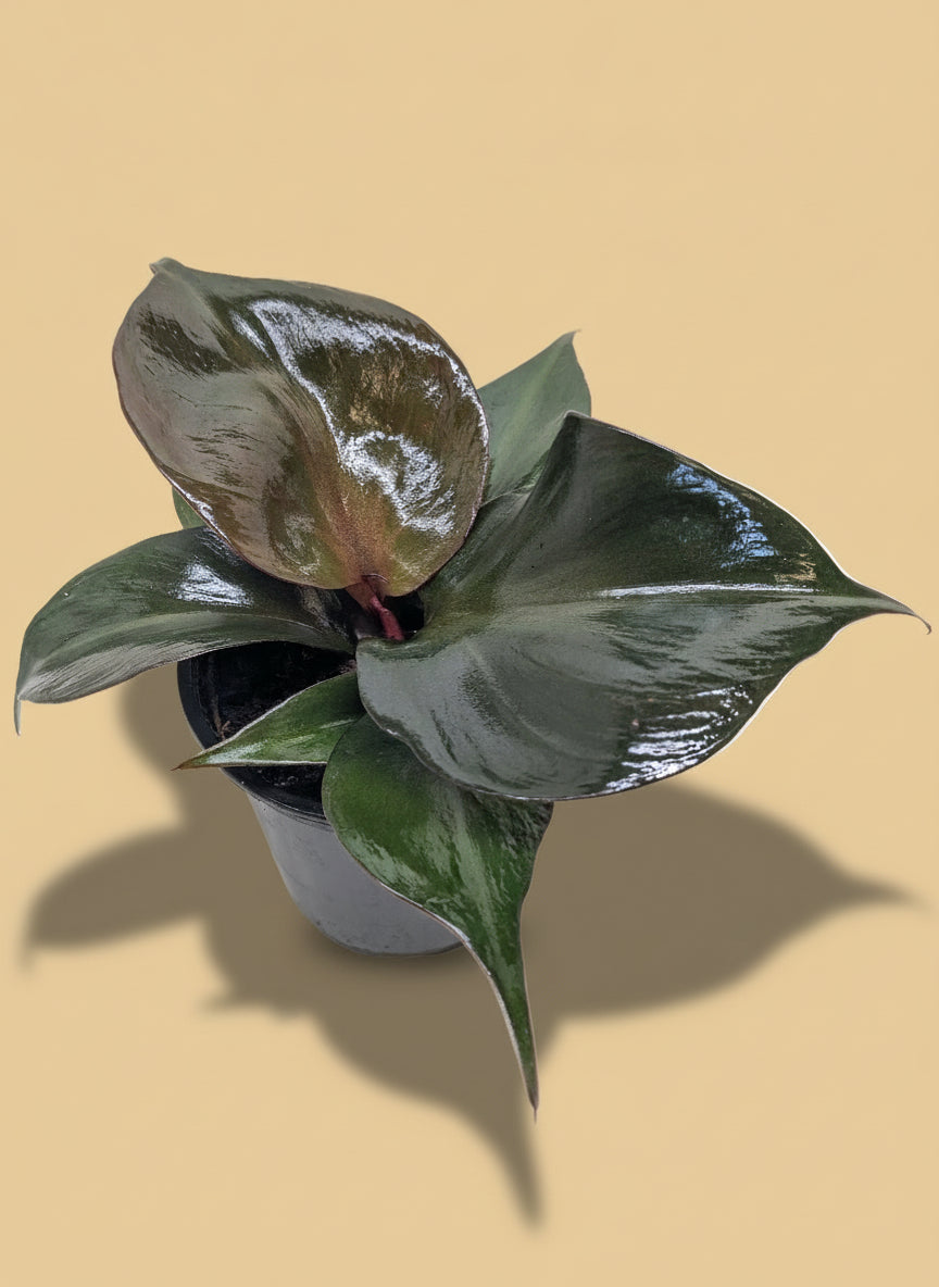 Philodendron 'Red Heart'