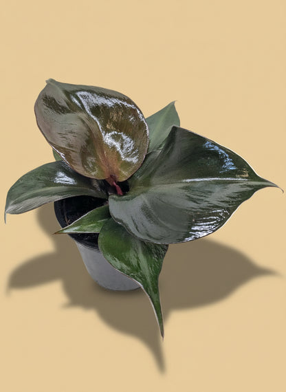 Philodendron 'Red Heart'