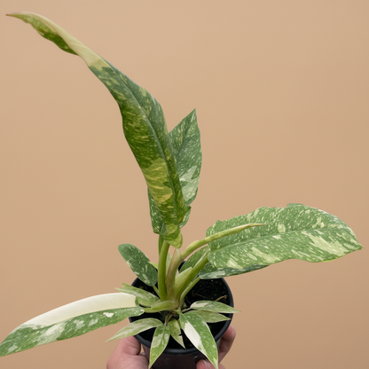 Philodendron Ring of Fire Variegated