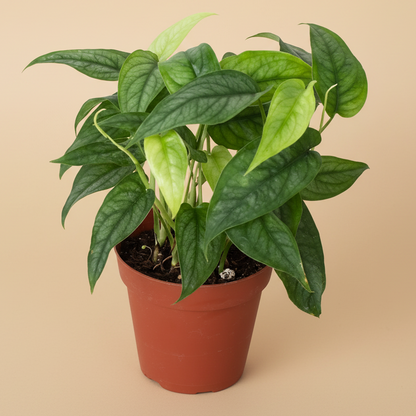 Monstera 'Siltepecana'