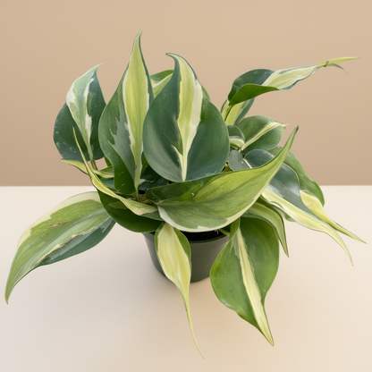 Philodendron 'Silver Stripe'