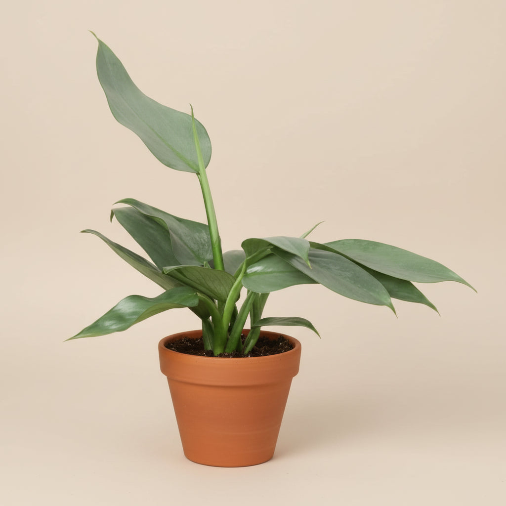 Philodendron 'Silver Sword'