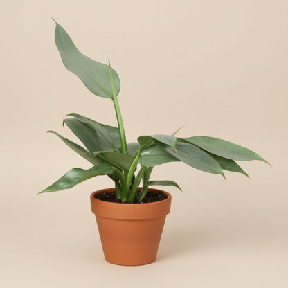 Philodendron 'Silver Sword'