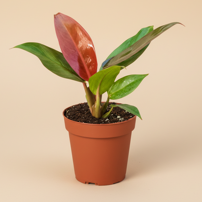 Philodendron 'Sun Red'