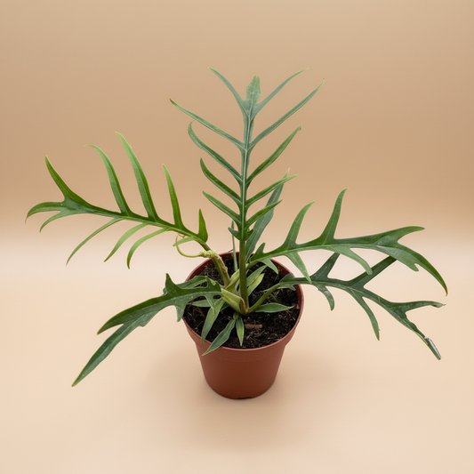 Philodendron 'Tortum'