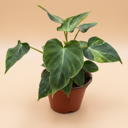 Philodendron 'Verrucosum'