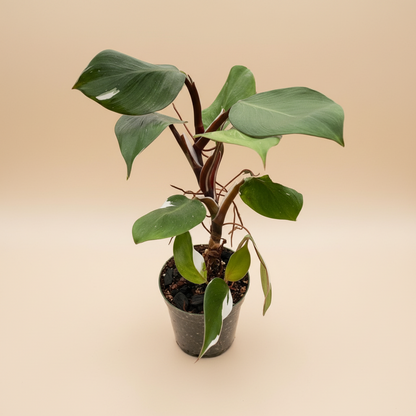 Philodendron 'White Knight'