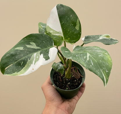 Philodendron 'White Princess'
