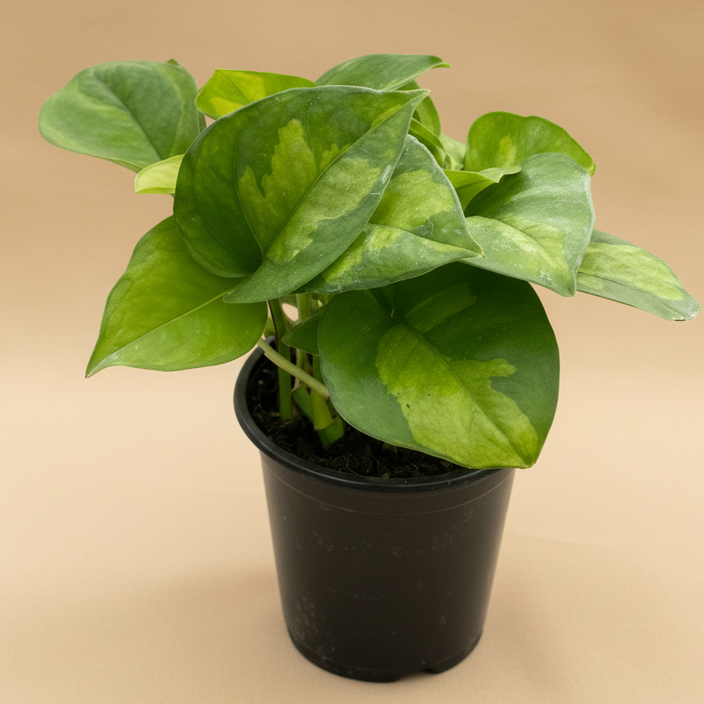 Pothos 'Global Green'