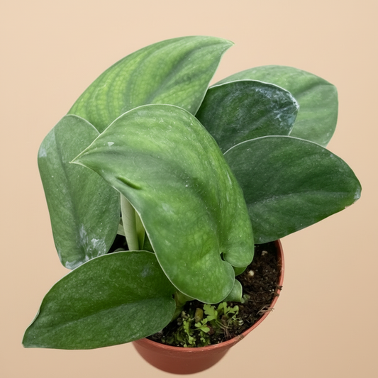 Pothos Jade Satin