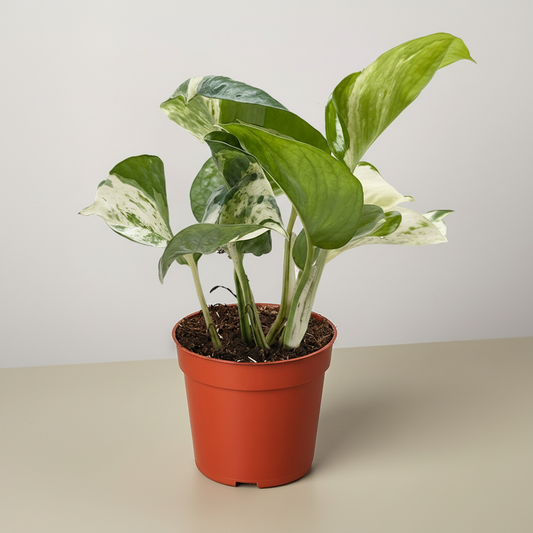 Pothos Manjula