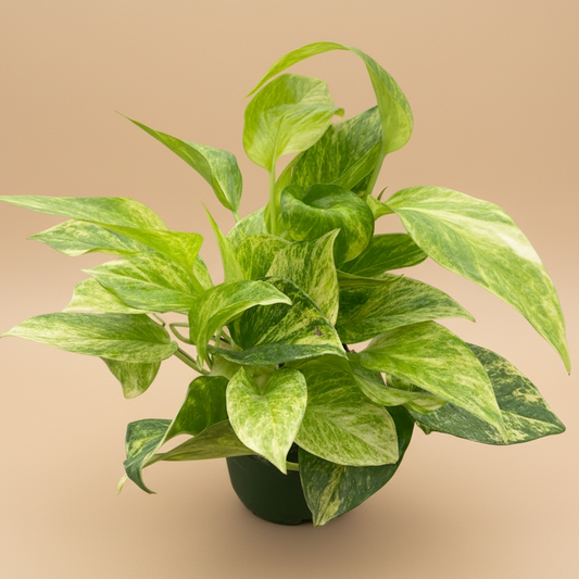 Pothos 'Neon Queen'