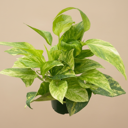 Pothos 'Neon Queen'