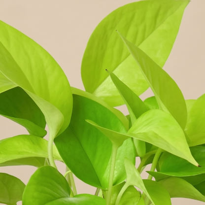 Pothos 'Neon'