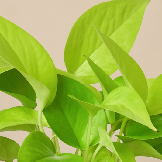 Pothos 'Neon'