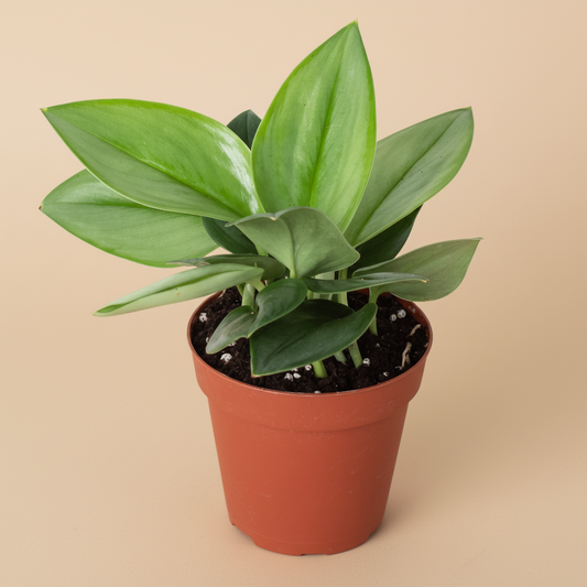 Scindapsus 'Moonlight'