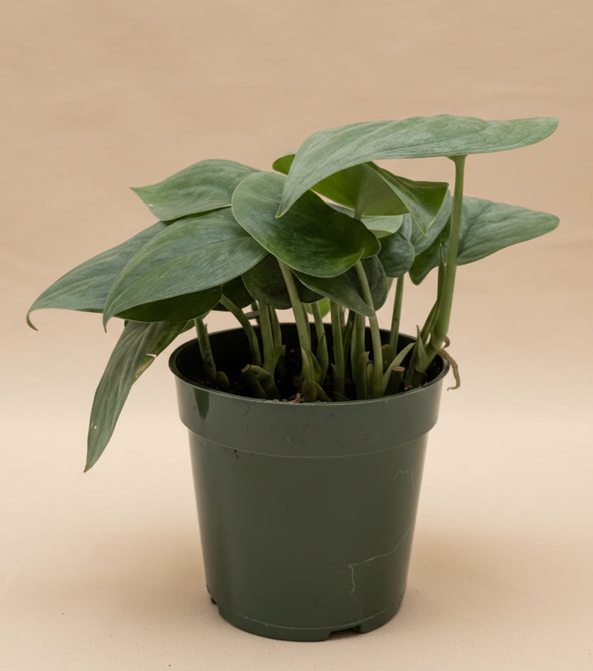 Scindapsus Platinum Java