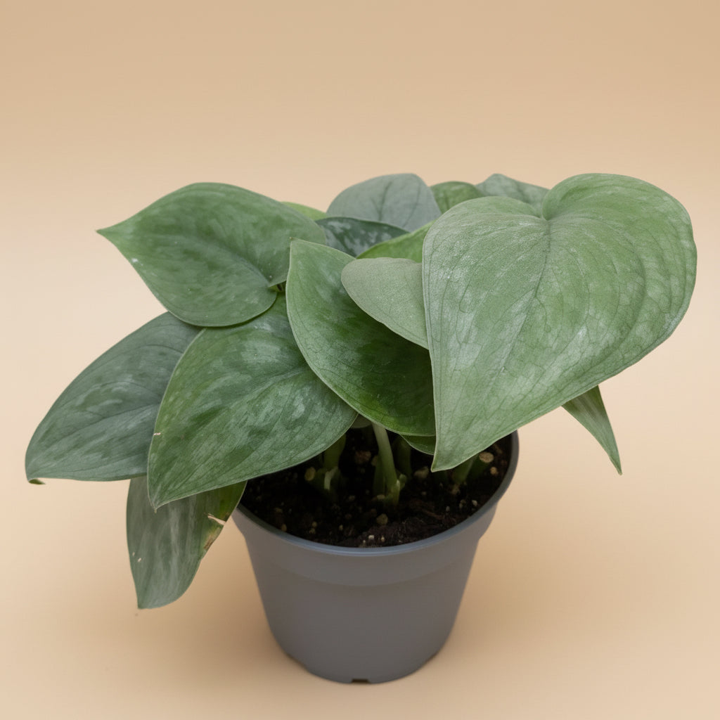 Scindapsus Platinum Java