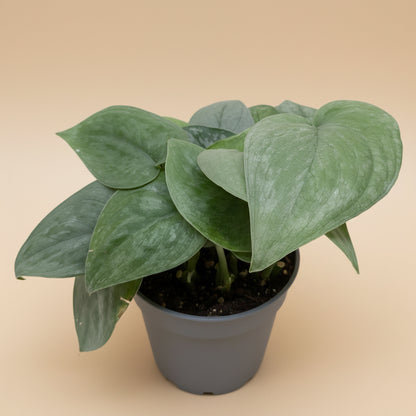 Scindapsus Platinum Java