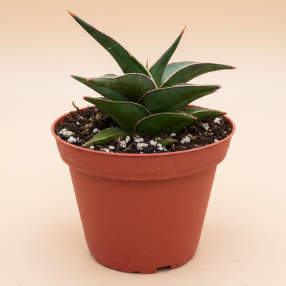 Snake Plant 'Lavranos'