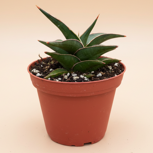 Snake Plant 'Lavranos'