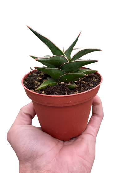 Snake Plant 'Lavranos'