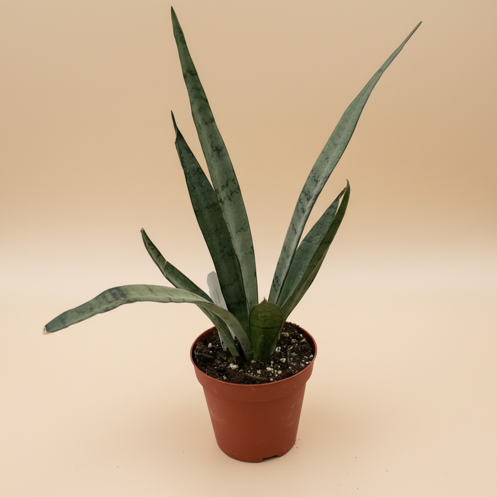 Snake 'Silver Princess'