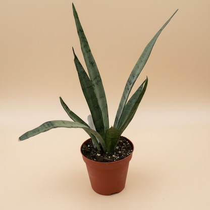 Snake 'Silver Princess'