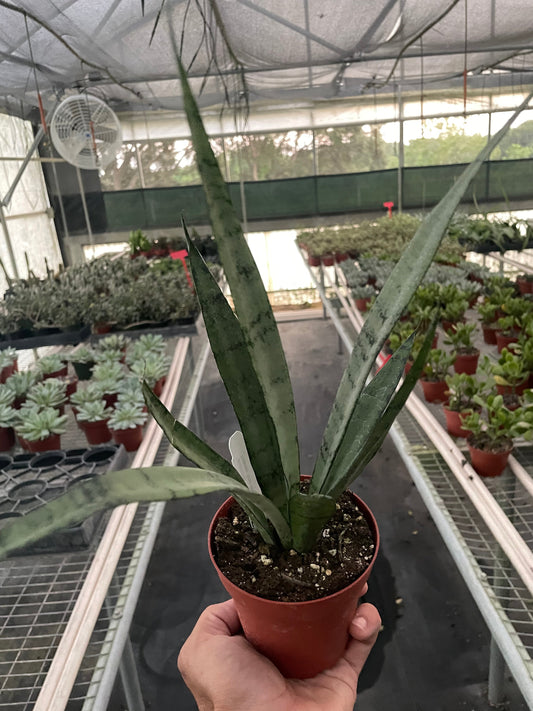 Sansevieria hybrida ‘Silver Princess’